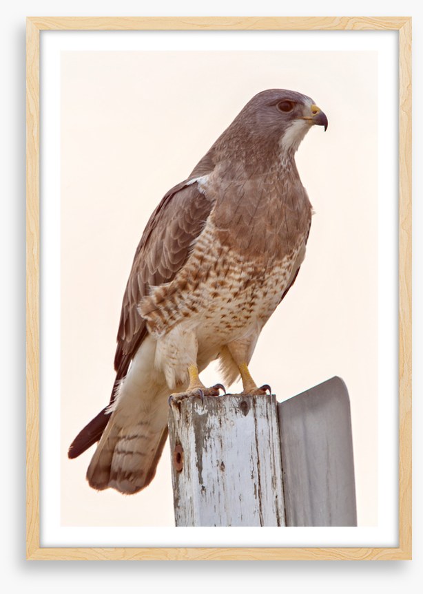 Hawkish