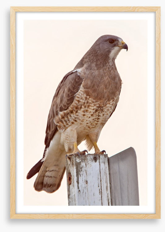 Hawkish