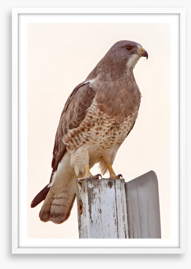 Hawkish