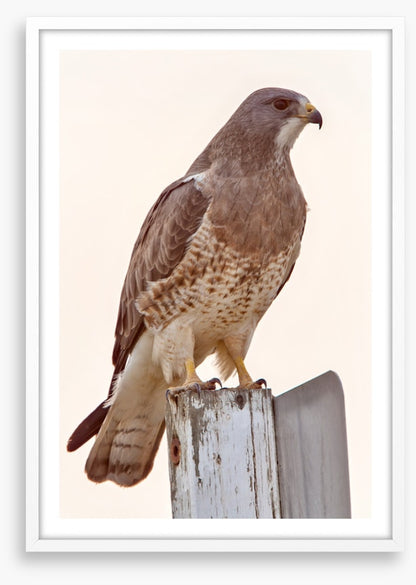 Hawkish