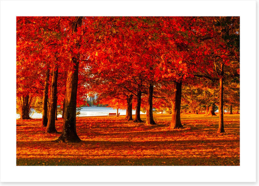 Nara Peace Park autumn
