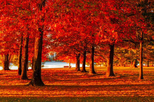 Nara Peace Park autumn
