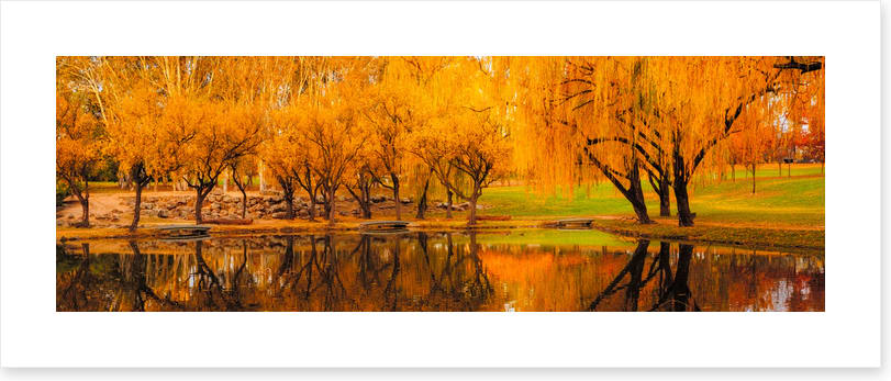 Yarralumla yellows