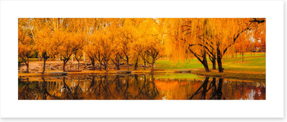 Yarralumla yellows
