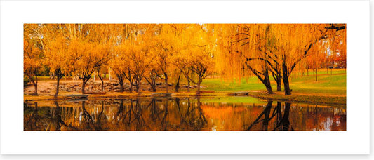 Yarralumla yellows