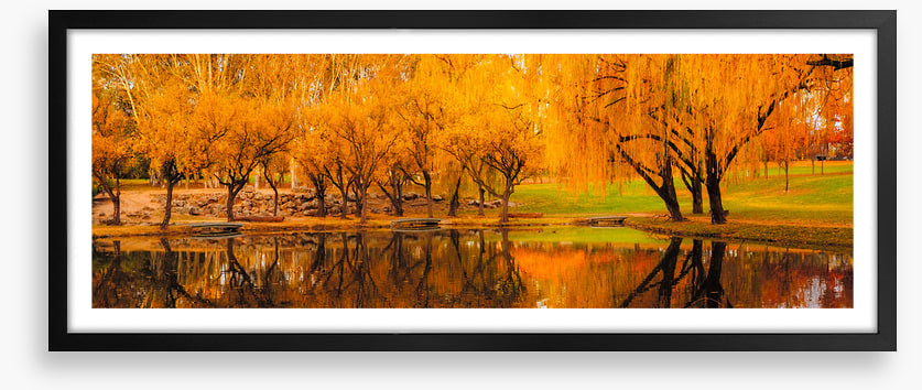 Yarralumla yellows