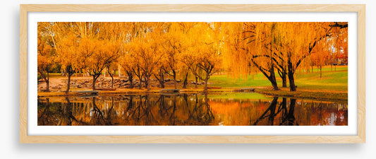 Yarralumla yellows