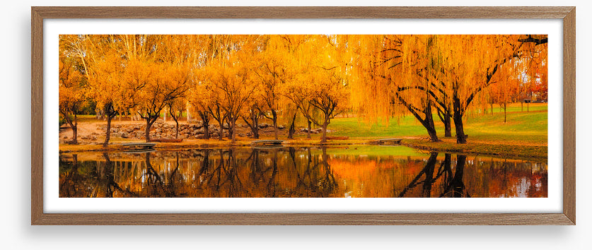 Yarralumla yellows
