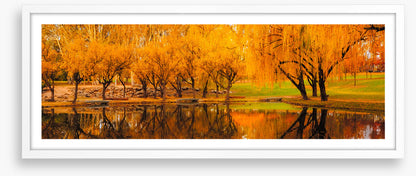 Yarralumla yellows