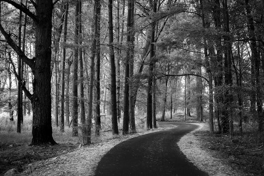 The winding path
