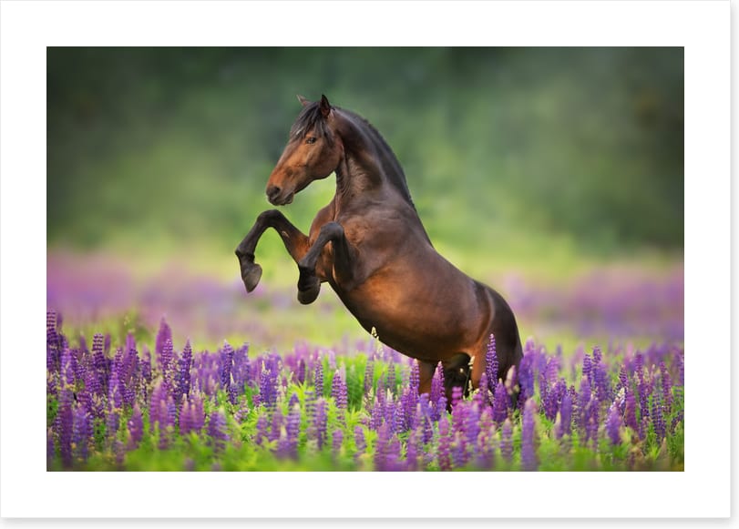 Joyful freedom