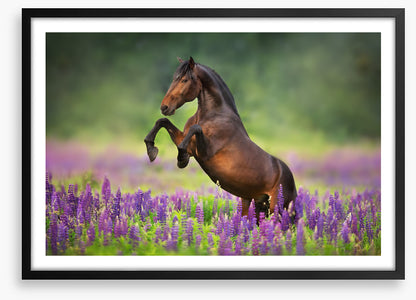 Joyful freedom
