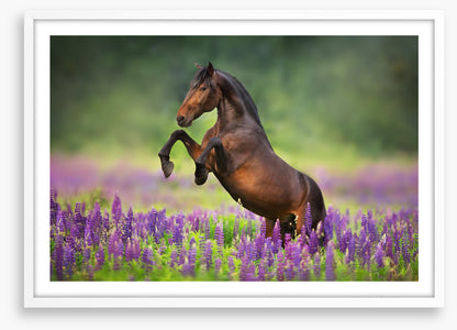 Joyful freedom