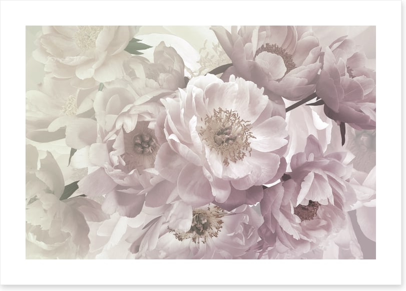 Peony blush
