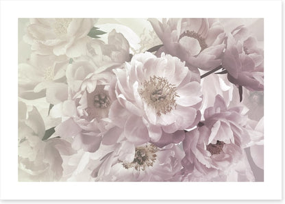 Peony blush