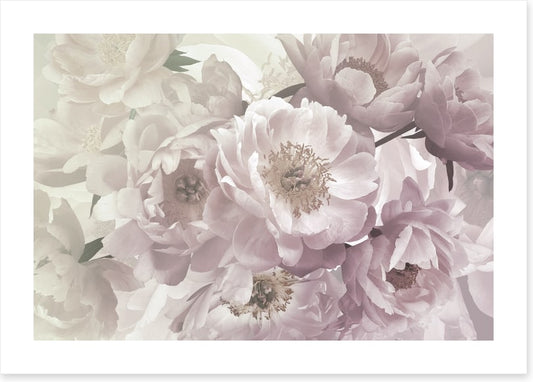 Peony blush