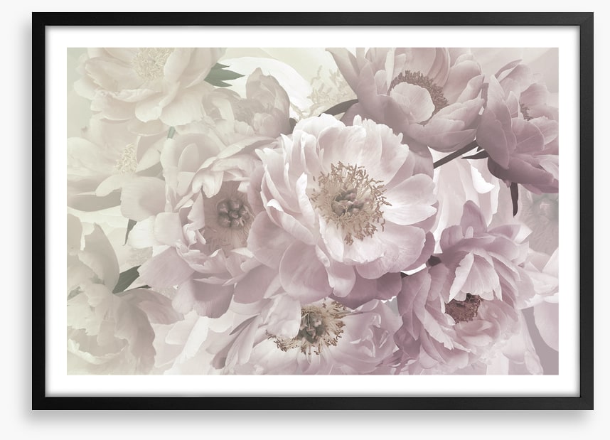 Peony blush