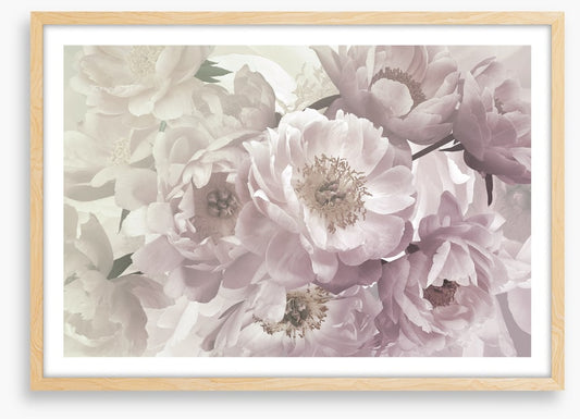 Peony blush