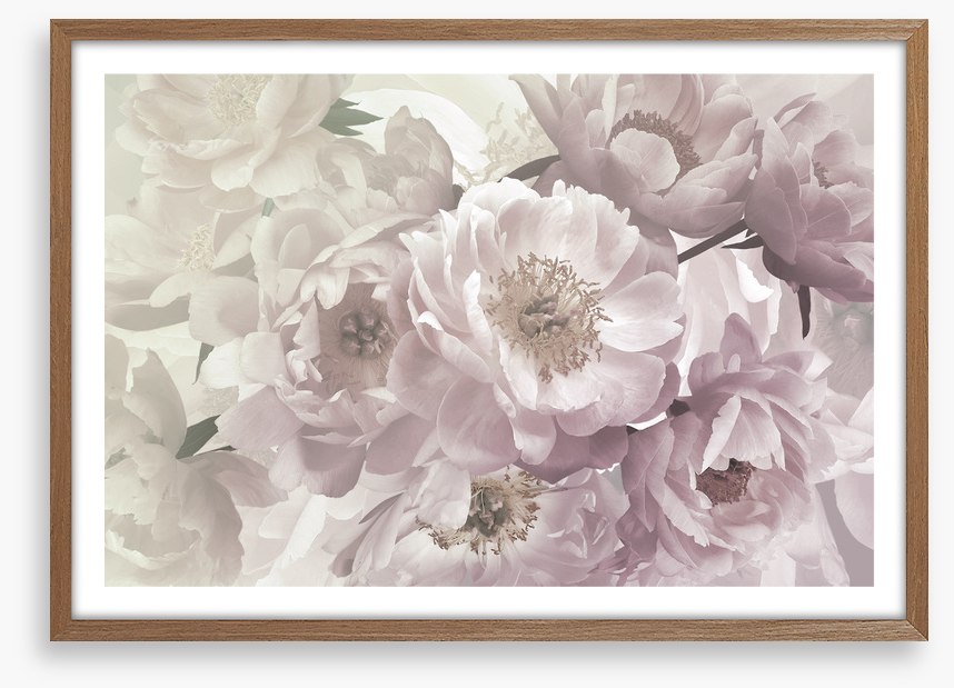 Peony blush