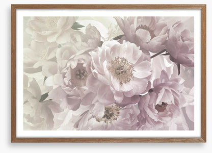 Peony blush