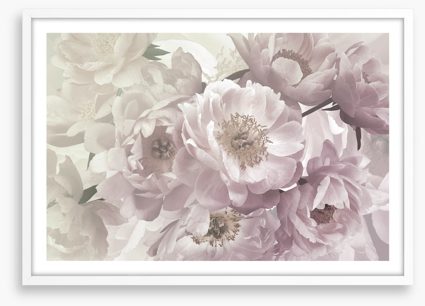 Peony blush