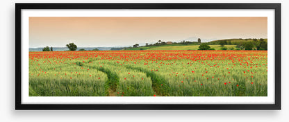 Meadows