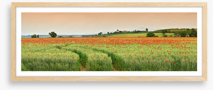 Meadows