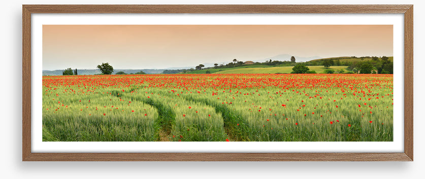 Meadows