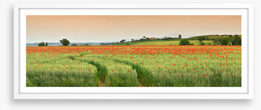 Meadows