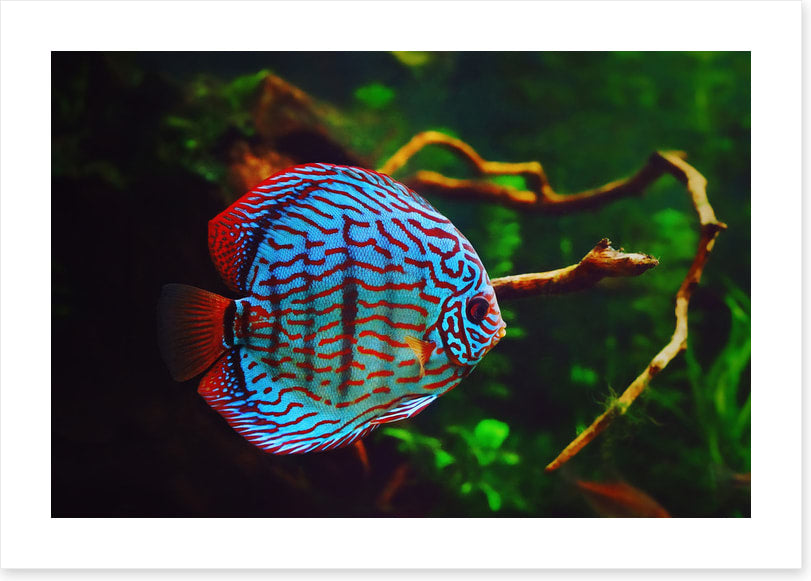 Disco discus fish