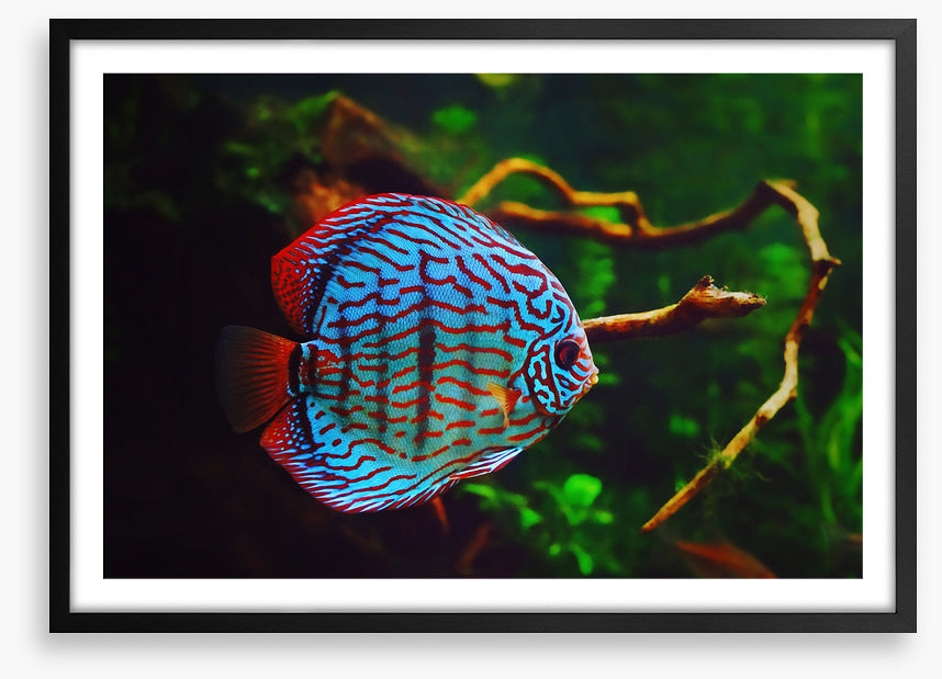 Disco discus fish