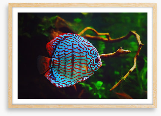 Disco discus fish