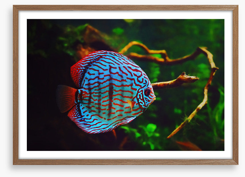 Disco discus fish