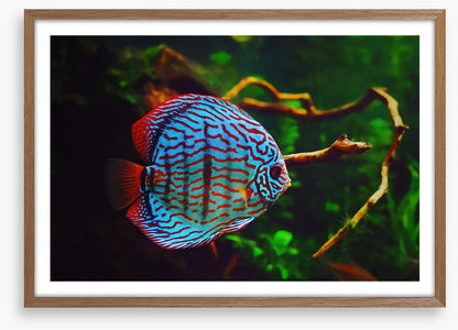 Disco discus fish