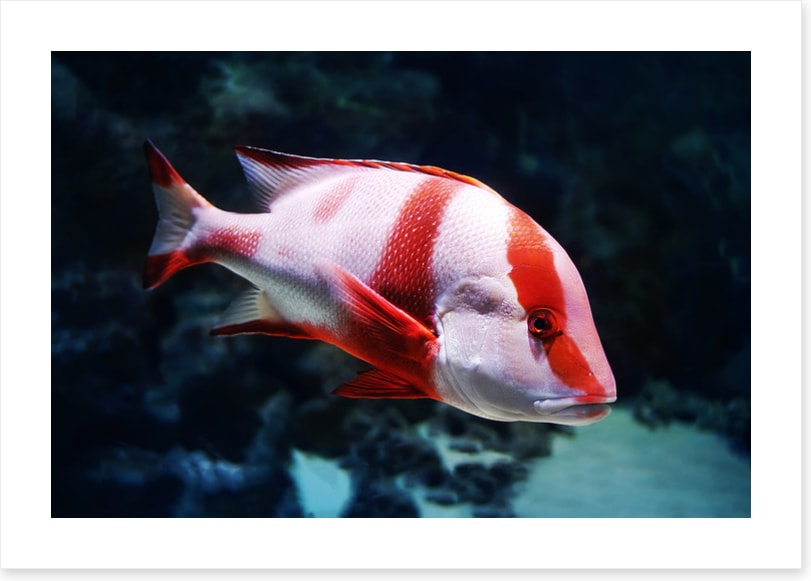 Red emperor snapper