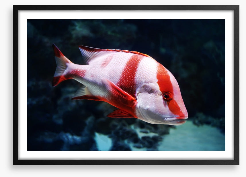 Red emperor snapper