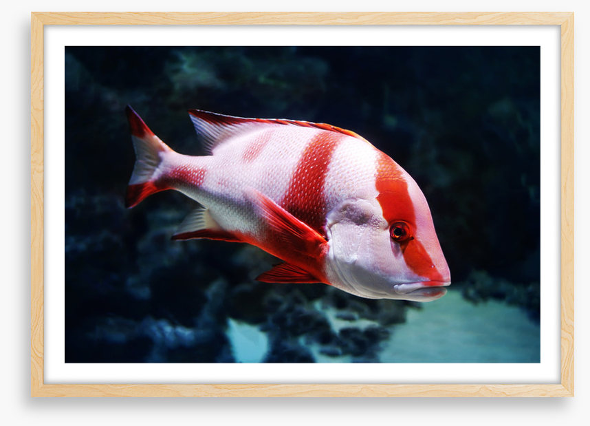 Red emperor snapper