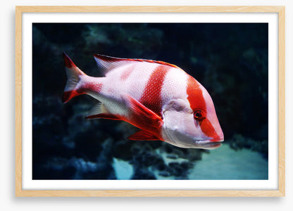 Red emperor snapper