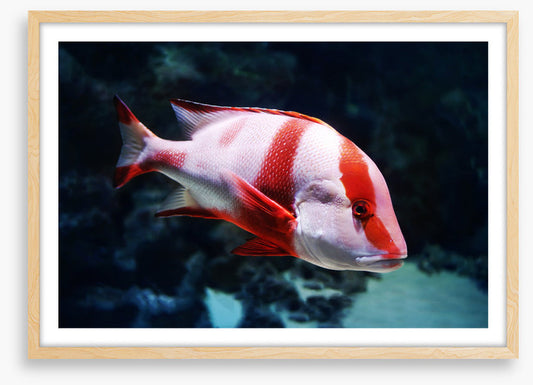 Red emperor snapper