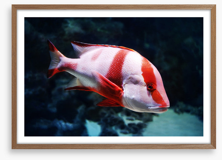 Red emperor snapper