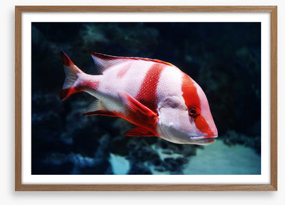 Red emperor snapper