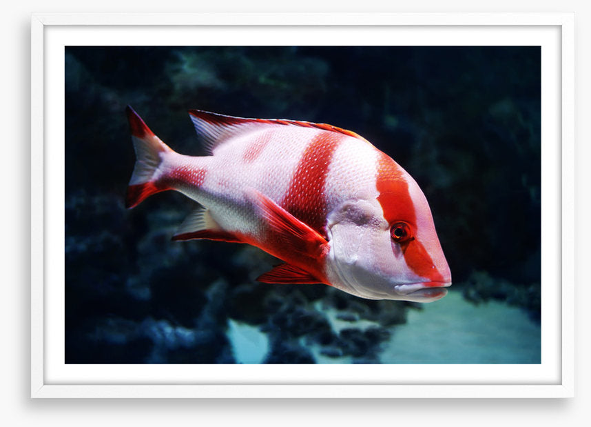 Red emperor snapper