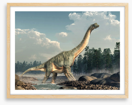 Brachiosaurus roam