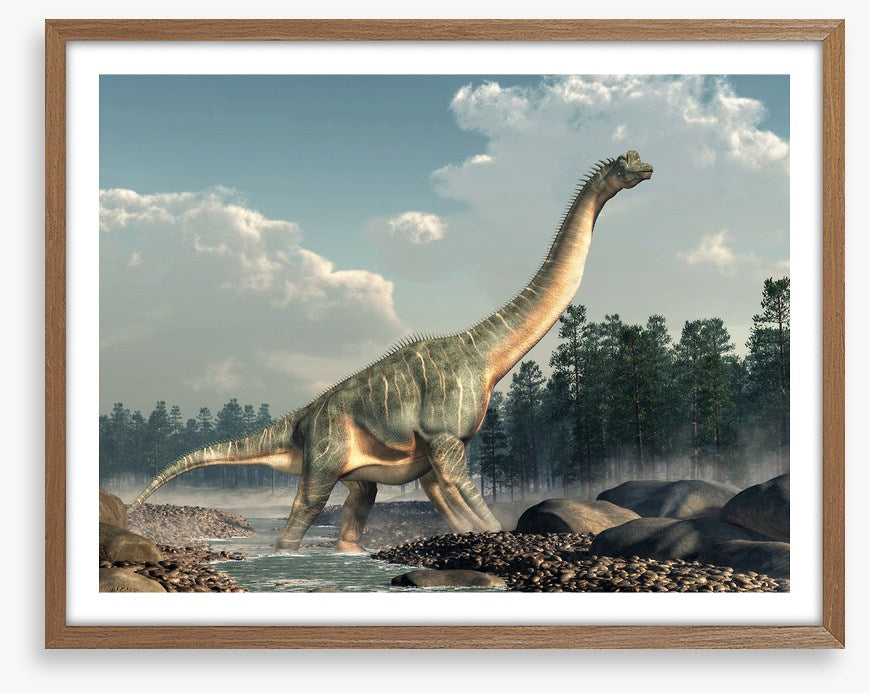Brachiosaurus roam
