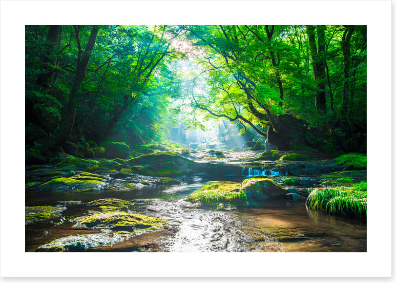 Forest river rays