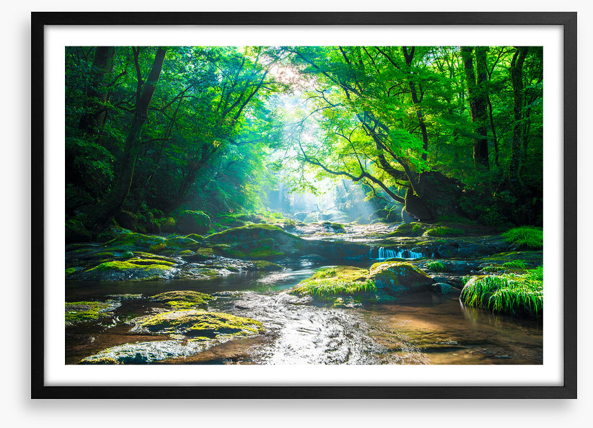 Forest river rays
