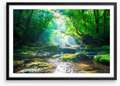 Forest river rays