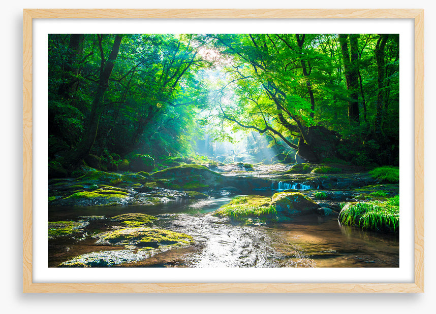 Forest river rays