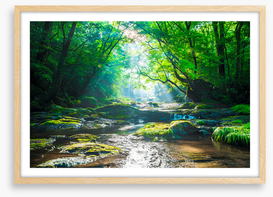 Forest river rays