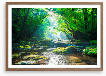 Forest river rays